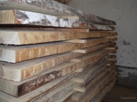 Берёза не обрезная - Изображение #2, Объявление #1699729