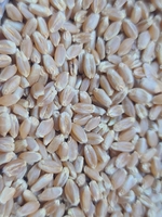 Зерно, пшеница - Изображение #3, Объявление #1714299