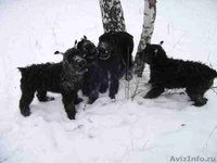 В Омске щенки ризеншнауцера - Изображение #3, Объявление #419123