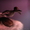 Чучело утки чирок-свистунок (селезень) #47037