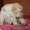 Собака Лабрадор - Изображение #1, Объявление #113145