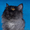 Сибирский котенок от Чемпиона WCF Барина - Изображение #3, Объявление #345702