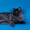 Сибирский котенок от Чемпиона WCF Барина - Изображение #2, Объявление #345702