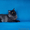 Сибирский котенок от Чемпиона WCF Барина #345702