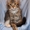 Питомник мейн кунов "KUNKITTI ASTANA" предлагает котят  - Изображение #4, Объявление #847435