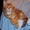 Питомник мейн кунов "KUNKITTI ASTANA" предлагает котят  - Изображение #2, Объявление #847435