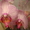 Орхидеи фаленопсис в ассортименте - Изображение #2, Объявление #987144