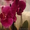 Орхидеи фаленопсис в ассортименте - Изображение #3, Объявление #987144