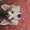 прекрасные щенки аляскинского маламута - Изображение #2, Объявление #1031433