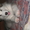 прекрасные щенки аляскинского маламута - Изображение #3, Объявление #1031433
