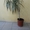 Комнатное растение Драцена триколор - 1м.