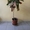 Комнатное растение Кротон - 1м. #1307706