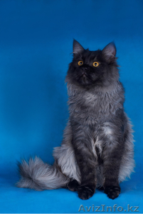 Сибирский котенок от Чемпиона WCF Барина - Изображение #1, Объявление #345702