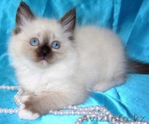 сиамский котенок - Изображение #1, Объявление #423556