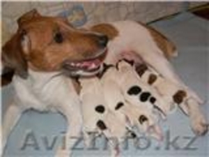 Щенка  Парсон (Джек) Рассел Терьера