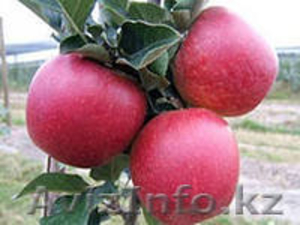 кабардинские яблоки  - Изображение #1, Объявление #823423