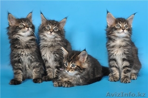 Питомник мейн кунов "KUNKITTI ASTANA" предлагает котят  - Изображение #3, Объявление #847435