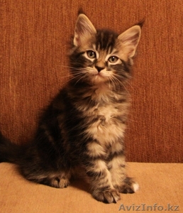 Питомник мейн кунов "KUNKITTI ASTANA" предлагает котят  - Изображение #1, Объявление #847435