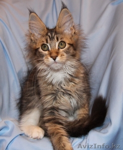 Питомник мейн кунов "KUNKITTI ASTANA" предлагает котят  - Изображение #4, Объявление #847435