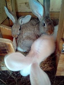 Кролики Бельгийский фландр #947358