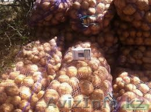 Картофель Продам ОПТОМ 400 тонн - Изображение #1, Объявление #959601