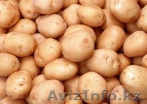 Картофель  ОПТОМ- 400 тонн