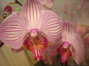 Орхидеи фаленопсис в ассортименте - Изображение #2, Объявление #987144