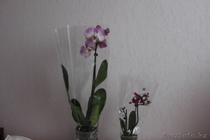 Орхидеи фаленопсис в ассортименте - Изображение #1, Объявление #987144