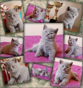 Элитные британские котята из питомника от родителей-чемпионов  - Изображение #1, Объявление #1056041