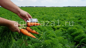 Морковь оптом с фермерского хозяйства - Изображение #1, Объявление #1119317