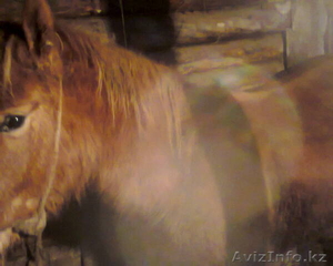 лошадь на мясо жирная с документами - Изображение #2, Объявление #1207308