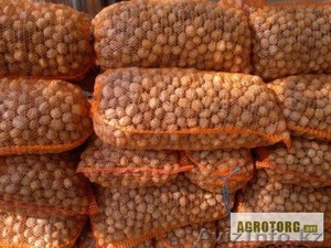 Грецкий орех высшего качества