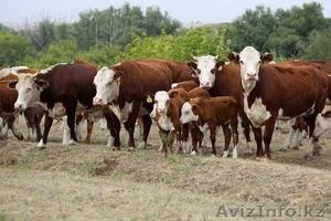 Продам Скот бычки,  телочки живым Весом