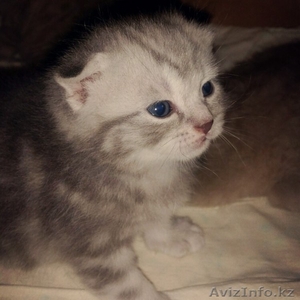 Продам котенка скоттиш фолда(мальчик 1,5 месяца от породистых родителей) - Изображение #1, Объявление #1275631