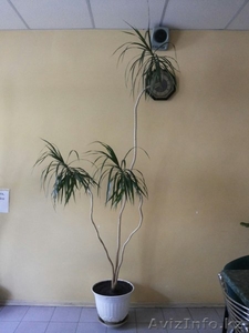 Комнатное растение Драцена - 2.5м. - Изображение #1, Объявление #1307702