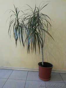 Комнатное растение Драцена триколор - 1м. - Изображение #1, Объявление #1307703