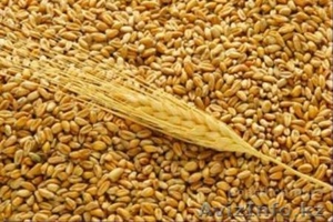 Пшеница 3 класса оптом  - Изображение #1, Объявление #1407050