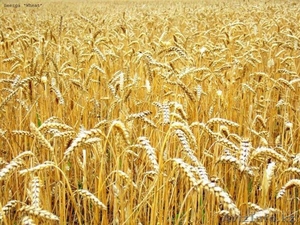 Пшеница 1,2классов от5000тн ежедневно - Изображение #1, Объявление #1407057