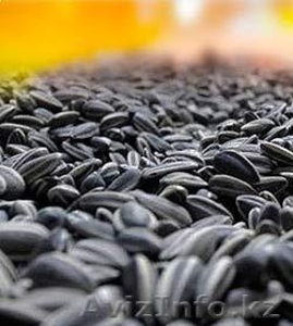 Продам семечки маслиничные оптом от 1000тн - Изображение #1, Объявление #1413999