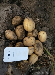 Картофель новый урожай  - Изображение #1, Объявление #1487020