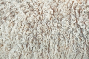 Куплю овечью шерсть оптом - Изображение #1, Объявление #1694747