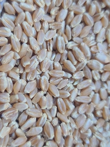 Зерно, пшеница - Изображение #3, Объявление #1714299