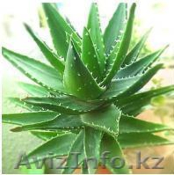 продам отростки - Изображение #3, Объявление #31348