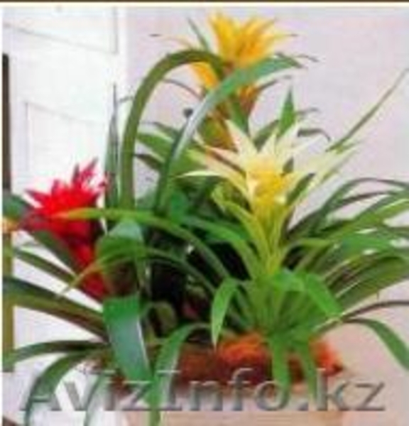 продам отростки - Изображение #1, Объявление #31348