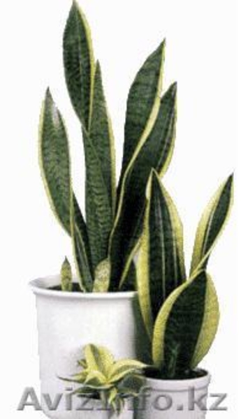 продам отростки - Изображение #2, Объявление #31348