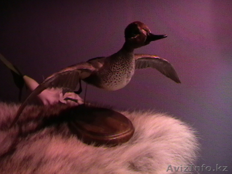 Чучело утки чирок-свистунок (селезень) - Изображение #3, Объявление #47037