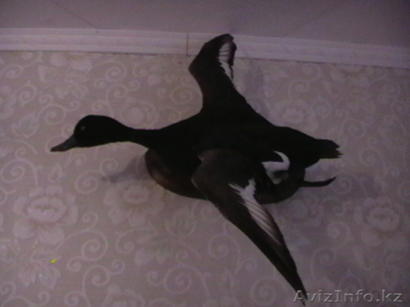 Чучело утки *хохлатая чернить-селезень* - Изображение #1, Объявление #47047