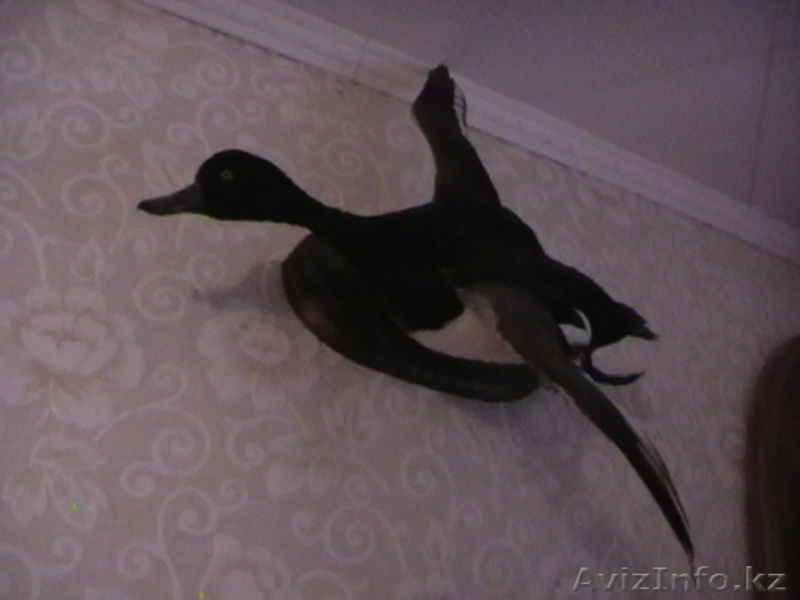 Чучело утки *хохлатая чернить-селезень* - Изображение #2, Объявление #47047