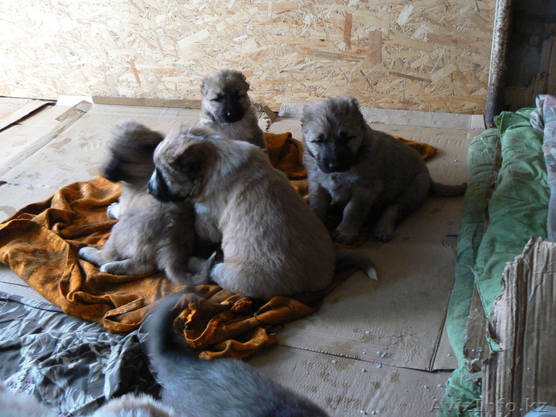 Кавказкие овчарки - Изображение #1, Объявление #94971