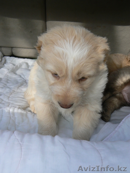 Кавказкие овчарки - Изображение #3, Объявление #94971